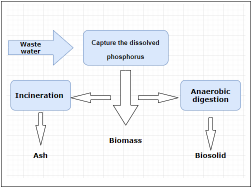 At Which Step In The Below Diagram, Phosphorus Is Released?....